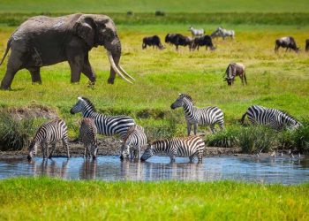 Tanzania backs off plan to lift ban on wildlife exports