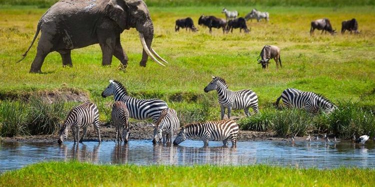 Tanzania backs off plan to lift ban on wildlife exports