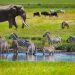 Tanzania backs off plan to lift ban on wildlife exports