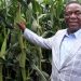 Zimbabwean gov’t sets new maize producer price plus incentive to boost farmer viability