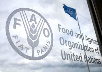 Low supplies of fertilizers endangering food security in N. Ethiopia: FAO