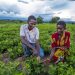 AU to extend insurance to agriculture, green energy sectors
