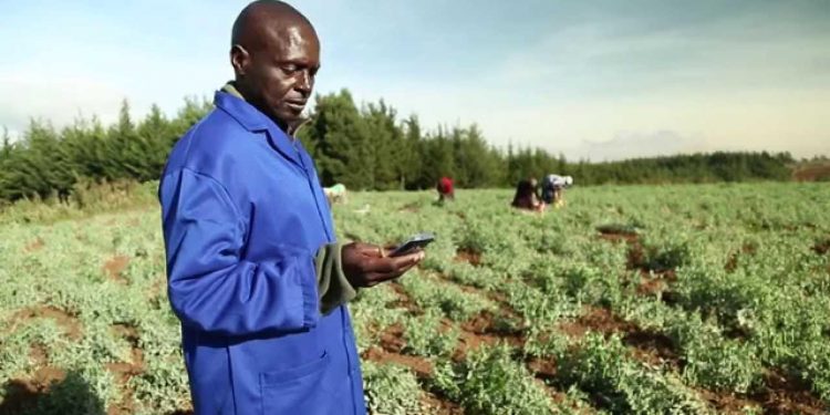 The impact of digital credit in low-income countries