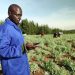 The impact of digital credit in low-income countries