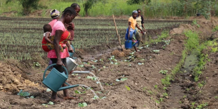 Women should be leading conservation efforts in Africa