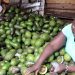 Kenya surpasses South Africa as continent’s top avocado exporter