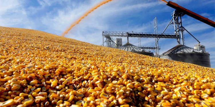 Taiwan’s MFIG buys about 55,000 tonnes corn from South Africa -traders