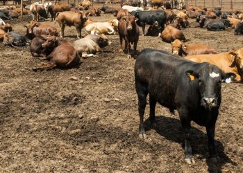 Botswana bans beef exports on suspected foot-and-mouth disease