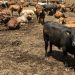 Botswana bans beef exports on suspected foot-and-mouth disease