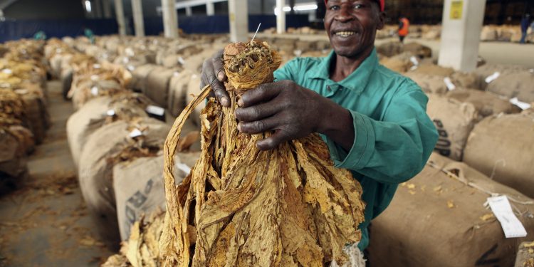 Zimbabwe sells over 200 mln kg tobacco leaf in 2022