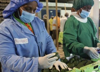 Kenya commences shipment of fresh avocados to Chinese market