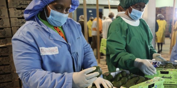 Kenya commences shipment of fresh avocados to Chinese market