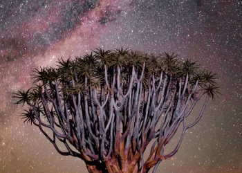 What can the global mobile industry learn from Africa?