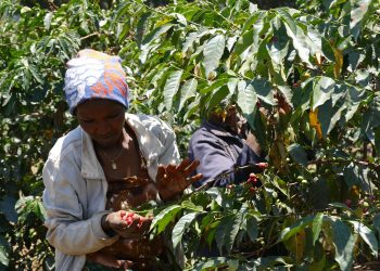Tanzania to distribute 3 mln coffee seedlings to boost production