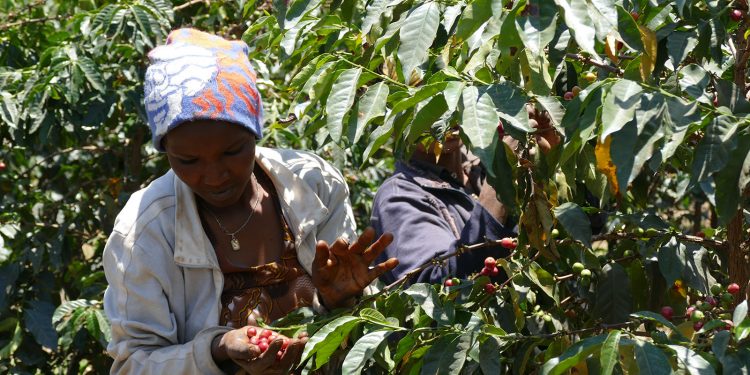 Tanzania to distribute 3 mln coffee seedlings to boost production