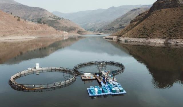 Mountainous Lesotho finds gold in trout fish farming