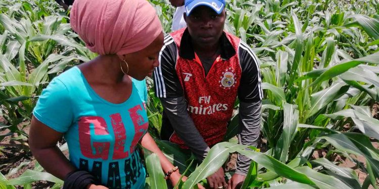 Strengthen collaboration on climate adaptation across the continent – Experts