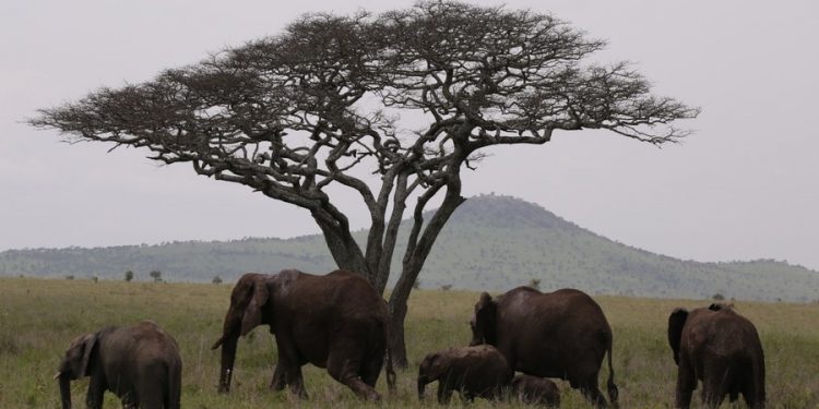 Tanzania calls for reinforcement in protection of wildlife corridors
