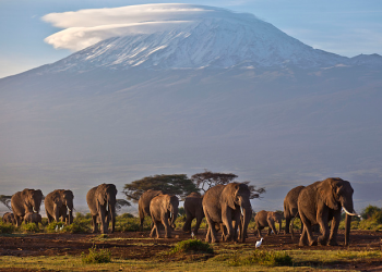 Financial pledges to Africa’s climate adaptation fall short