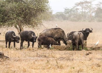 Wildlife populations plunge 69 percent since 1970: WWF