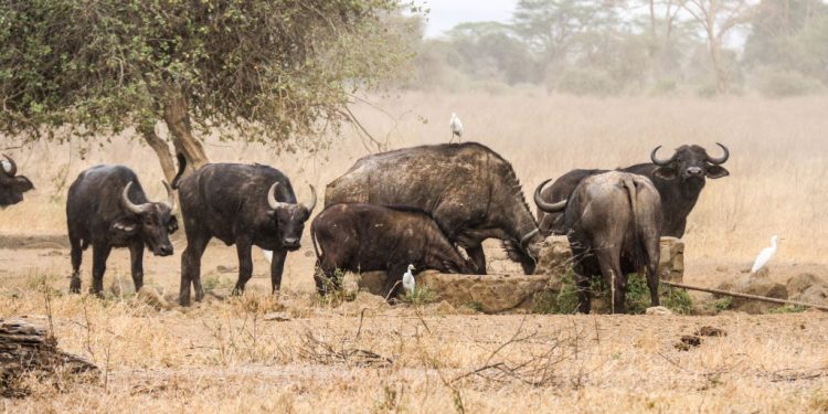 Wildlife populations plunge 69 percent since 1970: WWF