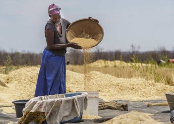 Zimbabwean farmers in drier regions urged to embrace drought-resistant Crops