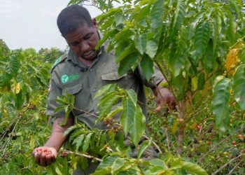 Climate-resistant coffee trees could save Mozambique rainforest