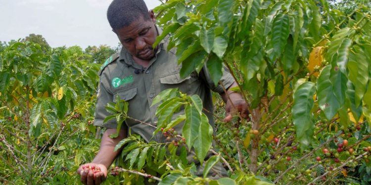 Climate-resistant coffee trees could save Mozambique rainforest