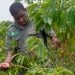 Climate-resistant coffee trees could save Mozambique rainforest