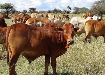 Namibia partially lifts movement restrictions of animals in Zambezi region
