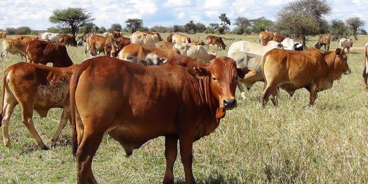 Namibia partially lifts movement restrictions of animals in Zambezi region