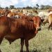 Namibia partially lifts movement restrictions of animals in Zambezi region