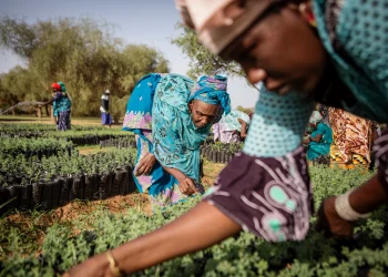 African experts say reforestation financing key to recognising  green future