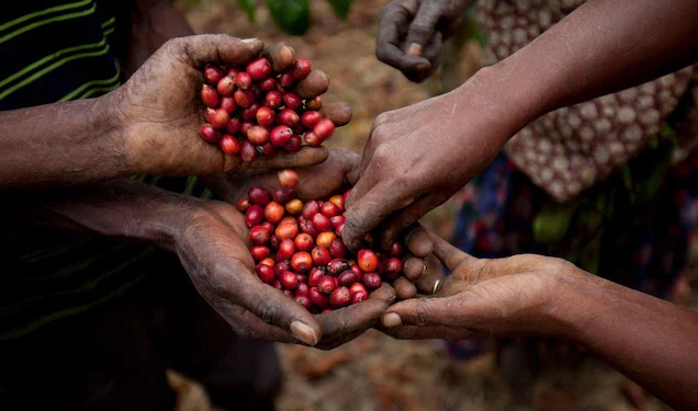 Feature: Ugandan coffee farmers grapple with climate change effects