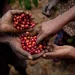 Feature: Ugandan coffee farmers grapple with climate change effects