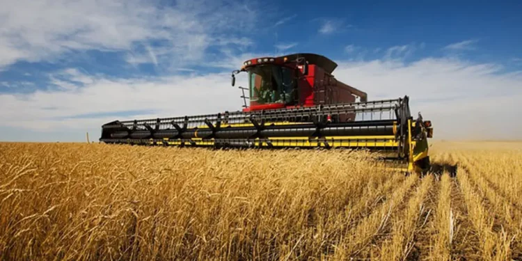 Zimbabwe targets food security with increased wheat production