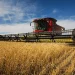 Zimbabwe targets food security with increased wheat production