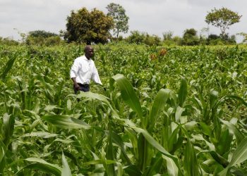 Kenya’s GMO maize push sowing trouble for food sector, farmers warn