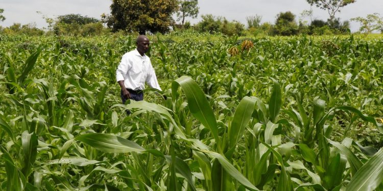 Kenya’s GMO maize push sowing trouble for food sector, farmers warn