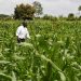 Kenya’s GMO maize push sowing trouble for food sector, farmers warn