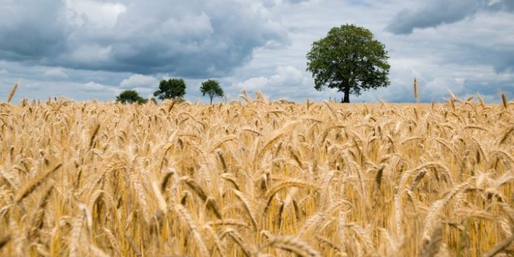 Zambia dispels reports of allowing wheat imports