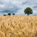 Zambia dispels reports of allowing wheat imports