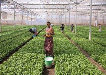 Ethiopia earns around 1 bln USD from agricultural export in first half of FY 2022/23