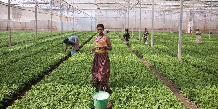 Ethiopia earns around 1 bln USD from agricultural export in first half of FY 2022/23