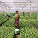 Ethiopia earns around 1 bln USD from agricultural export in first half of FY 2022/23