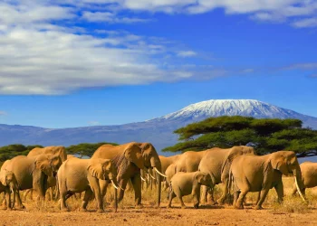 Foreign tourist arrivals up 57.7 pct in Tanzania in 2022