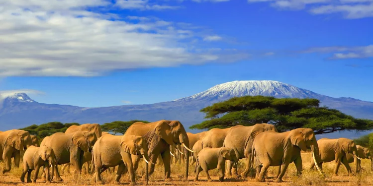 Foreign tourist arrivals up 57.7 pct in Tanzania in 2022