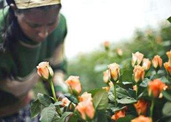 Ethiopia earns over 400 mln USD from horticulture Exports