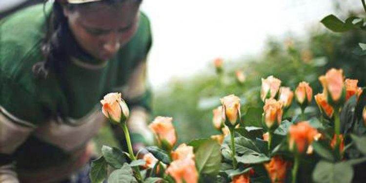 Ethiopia earns over 400 mln USD from horticulture Exports
