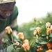 Ethiopia earns over 400 mln USD from horticulture Exports